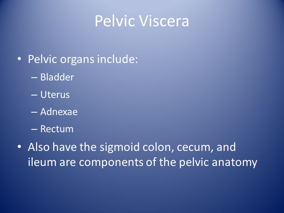 Pelvic Viscera Pelvic organs include: