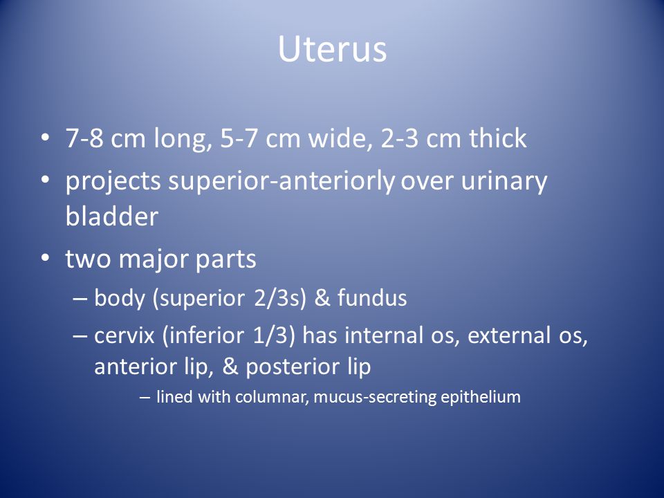 Uterus 7-8 cm long, 5-7 cm wide, 2-3 cm thick