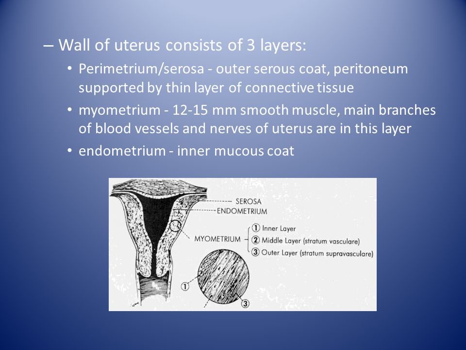 Wall of uterus consists of 3 layers: