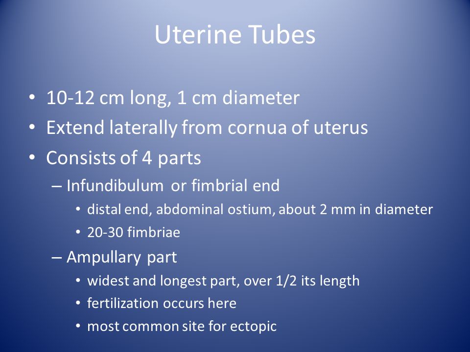 Uterine Tubes cm long, 1 cm diameter