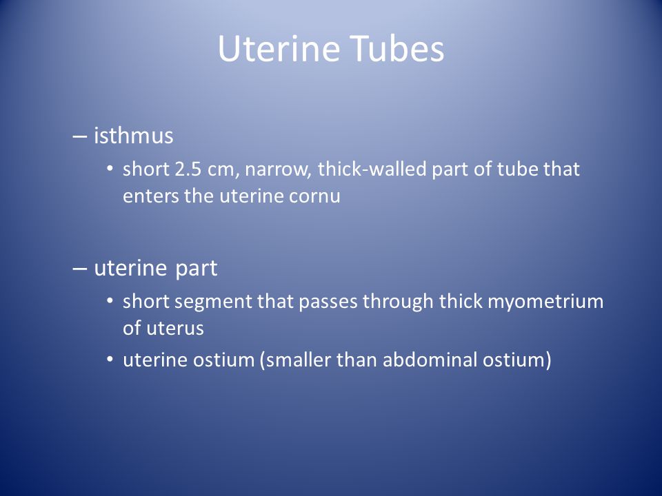 Uterine Tubes isthmus uterine part