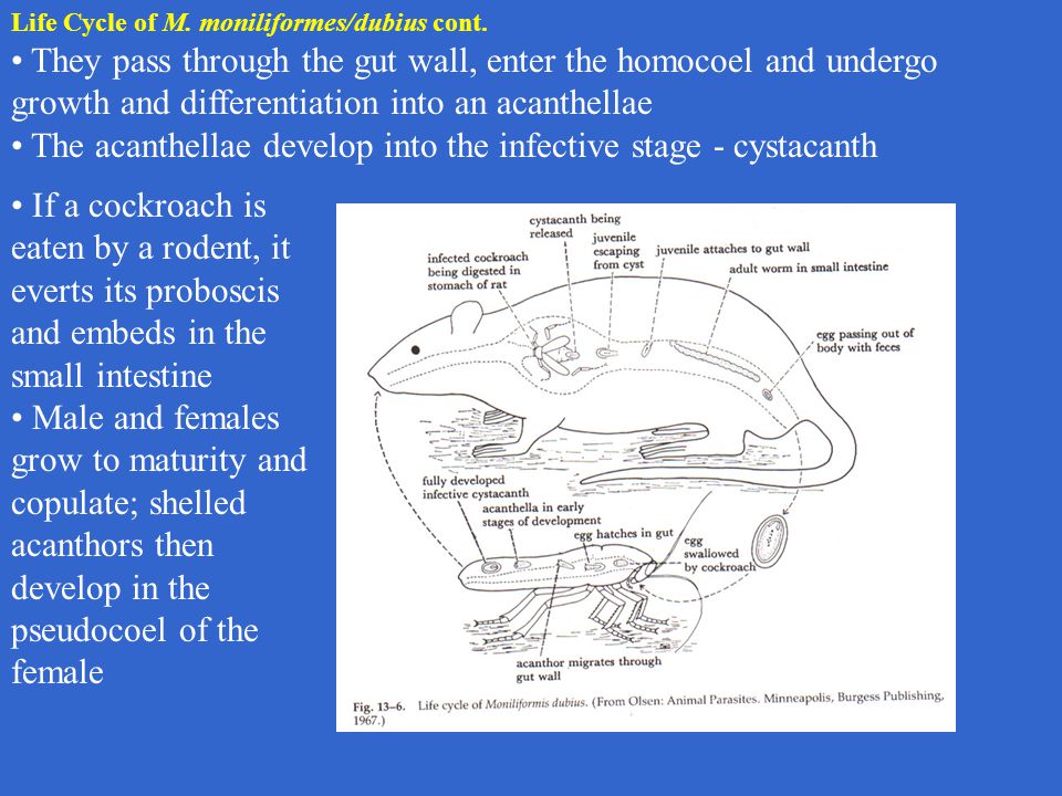 The acanthellae develop into the infective stage - cystacanth