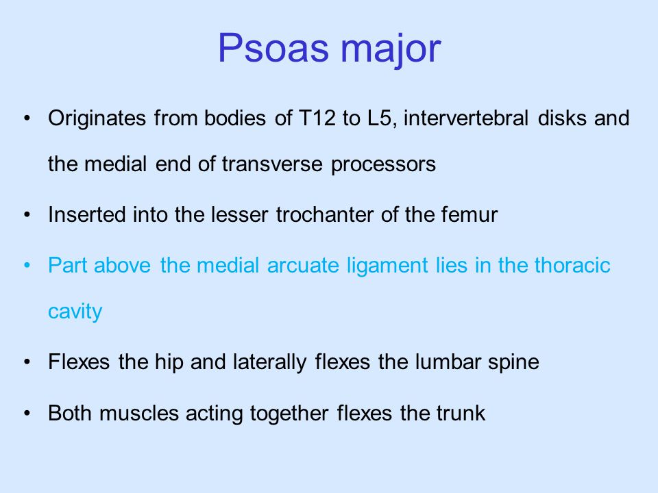 Psoas major Originates from bodies of T12 to L5, intervertebral disks and the medial end of transverse processors.