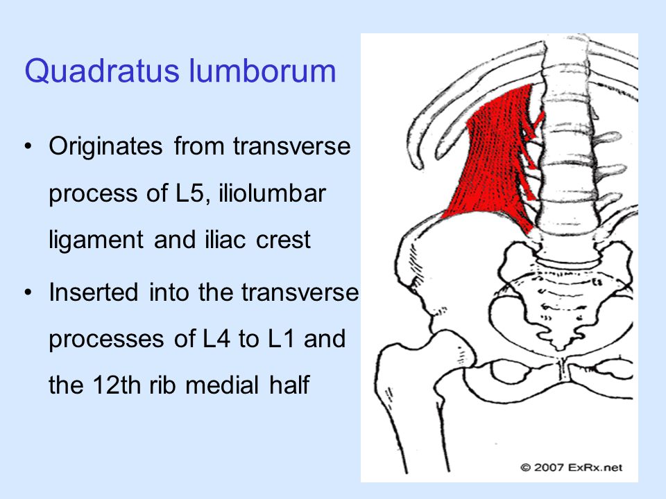 Quadratus lumborum Originates from transverse process of L5, iliolumbar ligament and iliac crest.