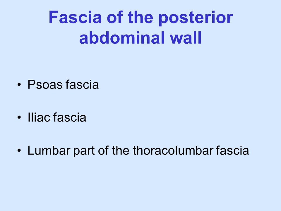 Fascia of the posterior abdominal wall