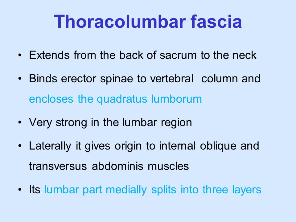 Thoracolumbar fascia Extends from the back of sacrum to the neck