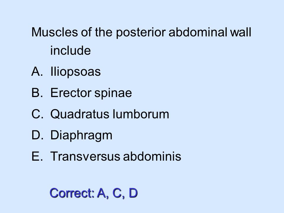 Muscles of the posterior abdominal wall include