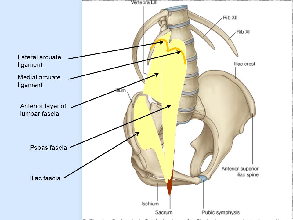 Anterior layer of lumbar fascia