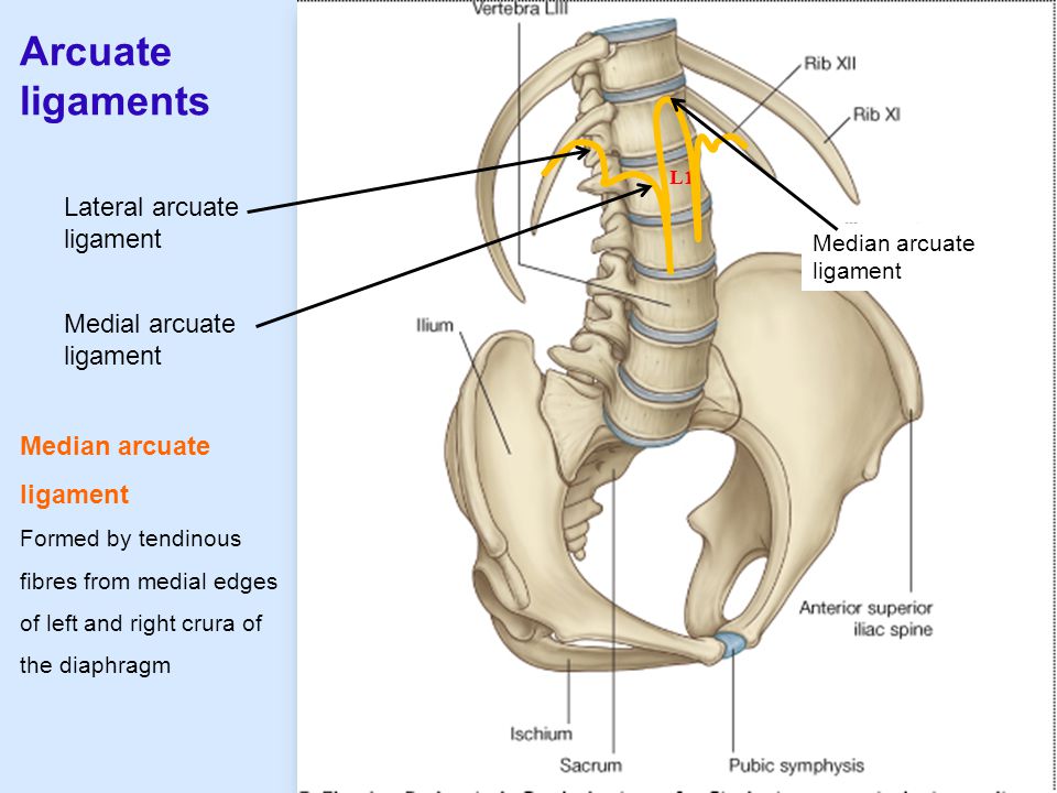 Arcuate ligaments Lateral arcuate ligament Medial arcuate ligament