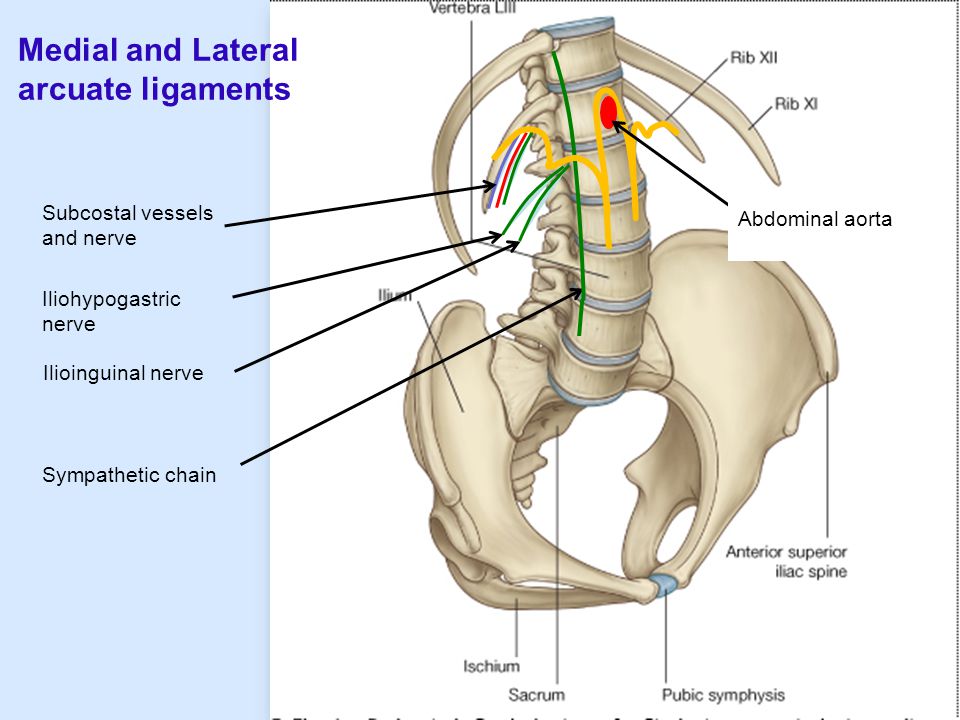 Medial and Lateral arcuate ligaments