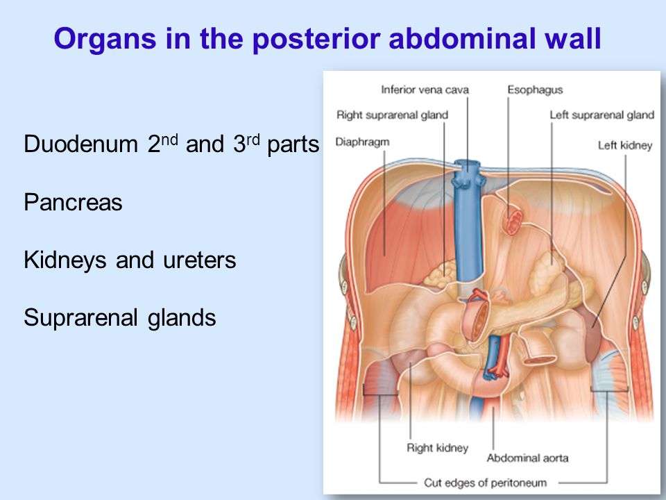 Organs in the posterior abdominal wall