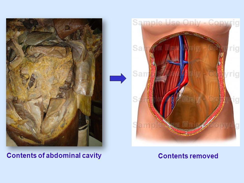 Contents of abdominal cavity