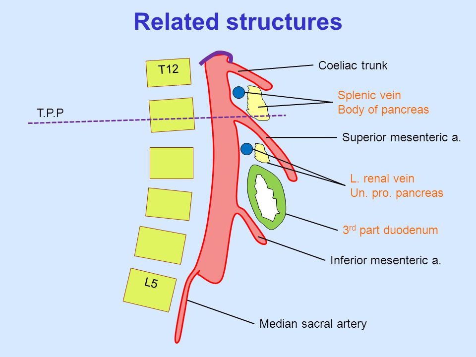 Related structures Coeliac trunk T12 Splenic vein Body of pancreas