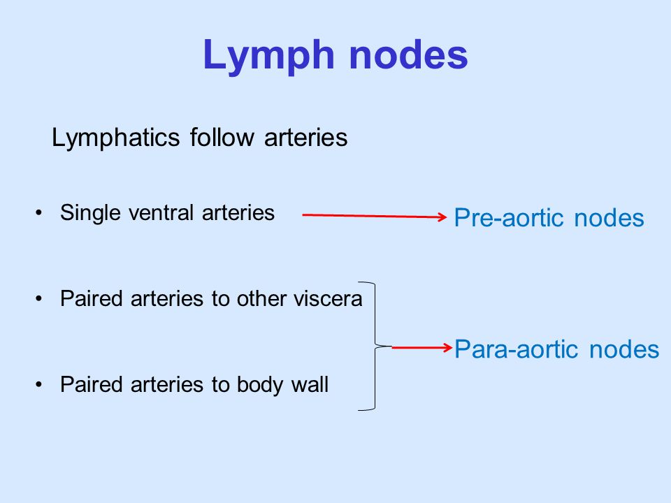 Lymph nodes Lymphatics follow arteries Pre-aortic nodes