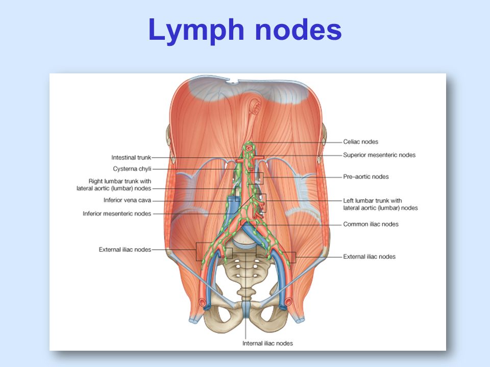 Lymph nodes