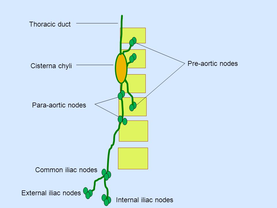 Internal iliac nodes External iliac nodes. Common iliac nodes. Para-aortic nodes. Pre-aortic nodes.