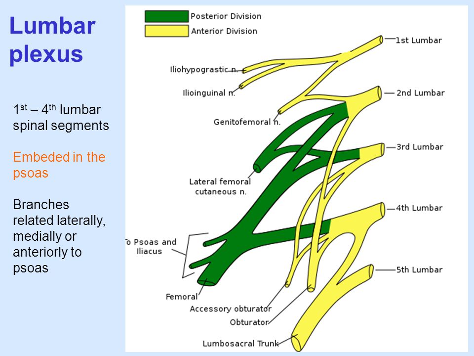 Lumbar plexus 1st – 4th lumbar spinal segments Embeded in the psoas