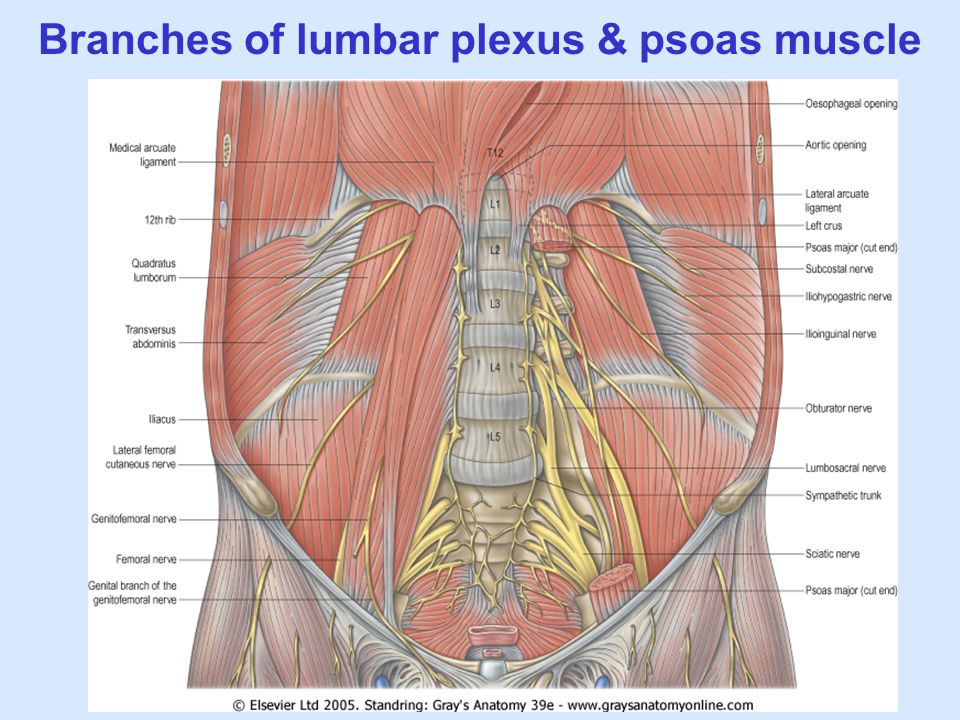 Branches of lumbar plexus & psoas muscle