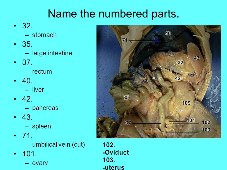 Fetal Pig Dissection Review - ppt video online download