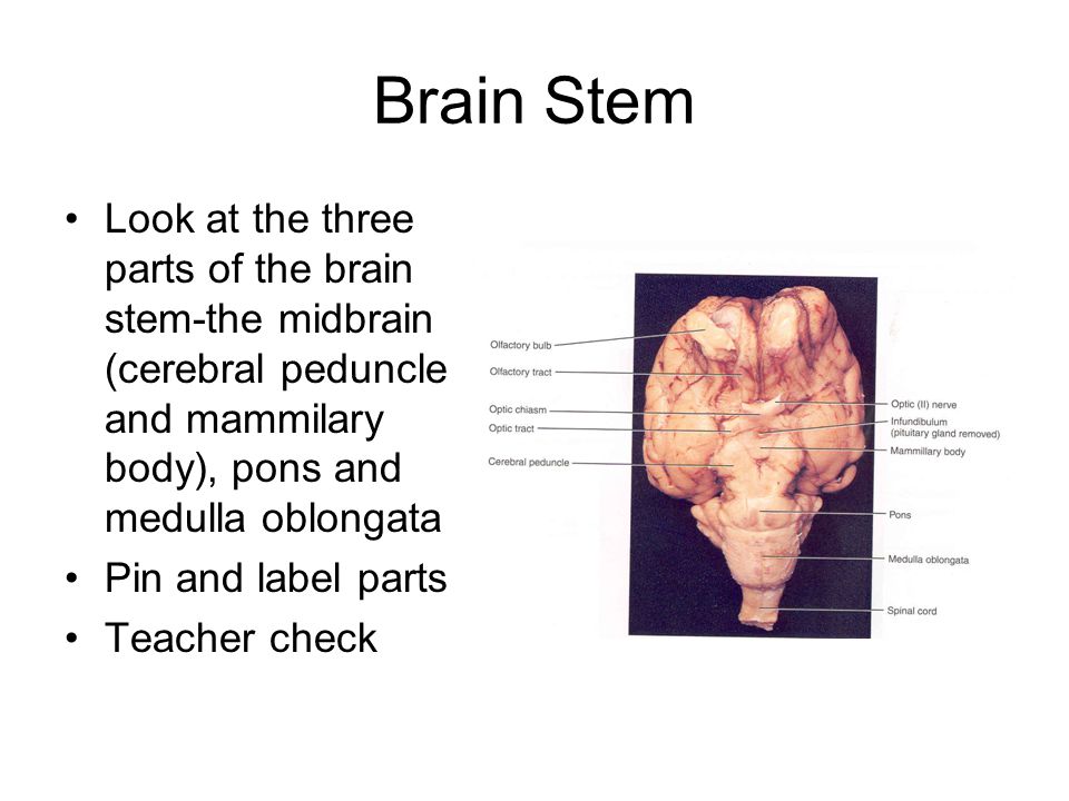 Cerebral Peduncle Sheep Brain: A Fascinating Look at Neuroscience Sheep brain dissection worksheet