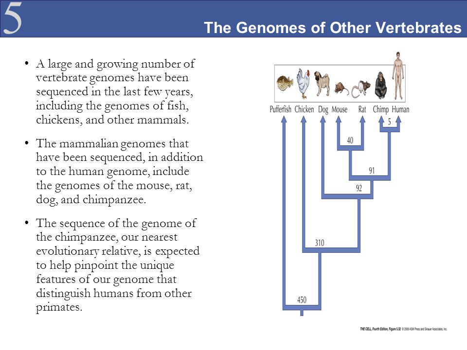 The Organization of Cellular Genomes Complexity of Genomes Chromosomes