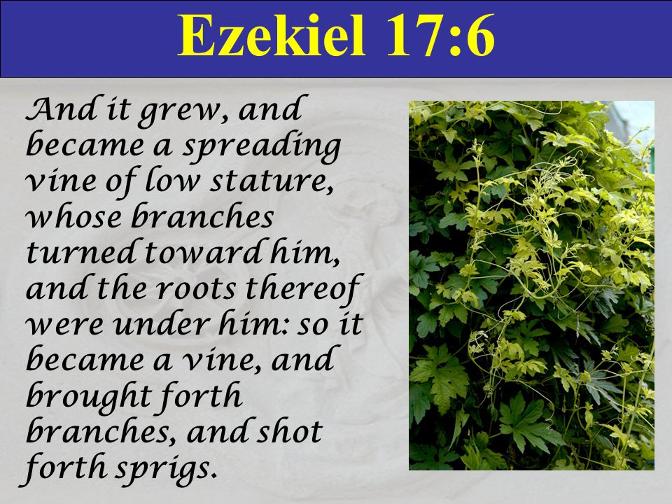 Ezekiel 17:6