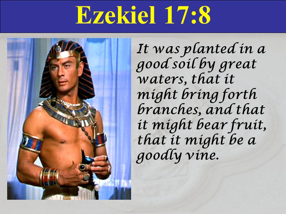 Ezekiel 17:8