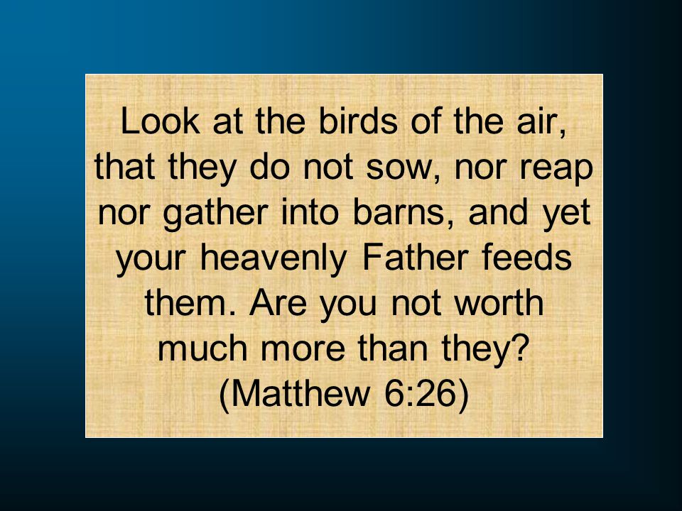 Look at the birds of the air, that they do not sow, nor reap nor gather into barns, and yet your heavenly Father feeds them.