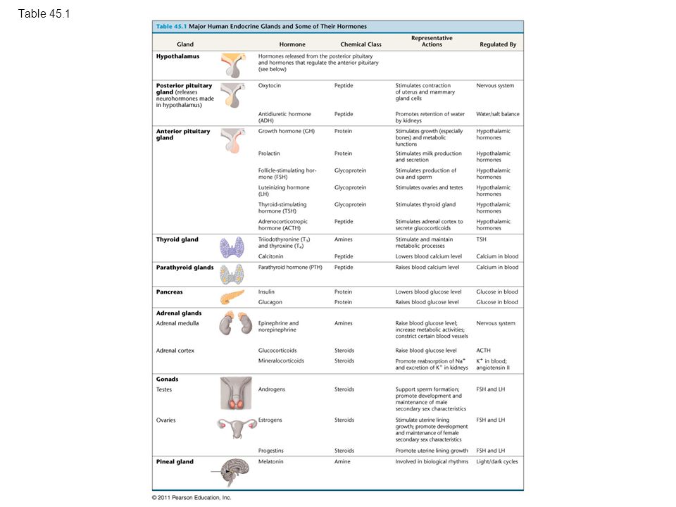 Endocrine System Table Chart