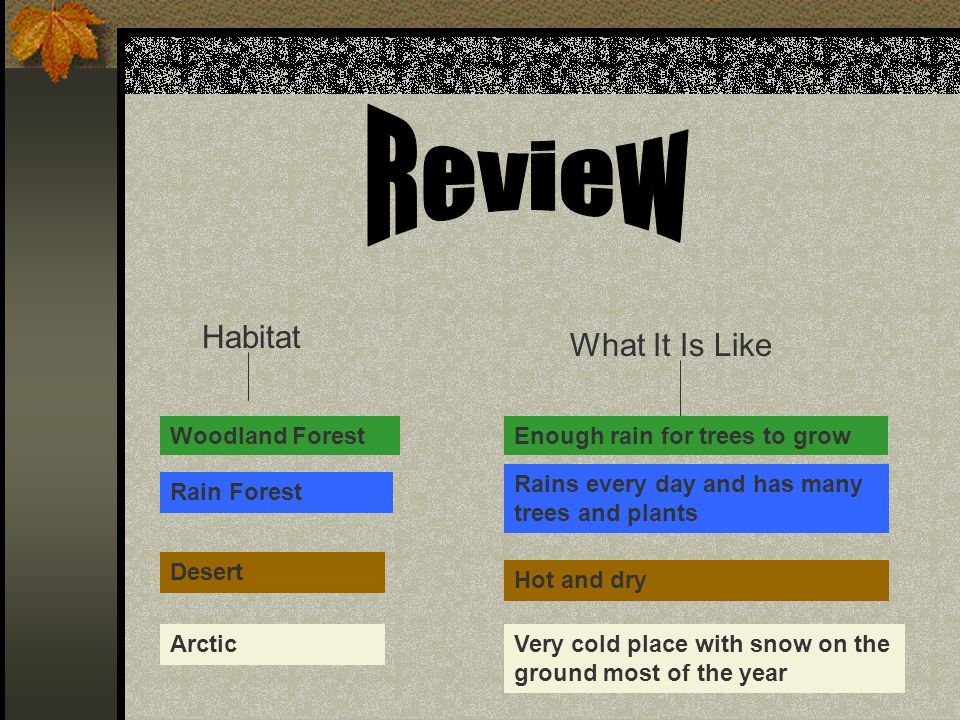 Review Habitat What It Is Like Woodland Forest