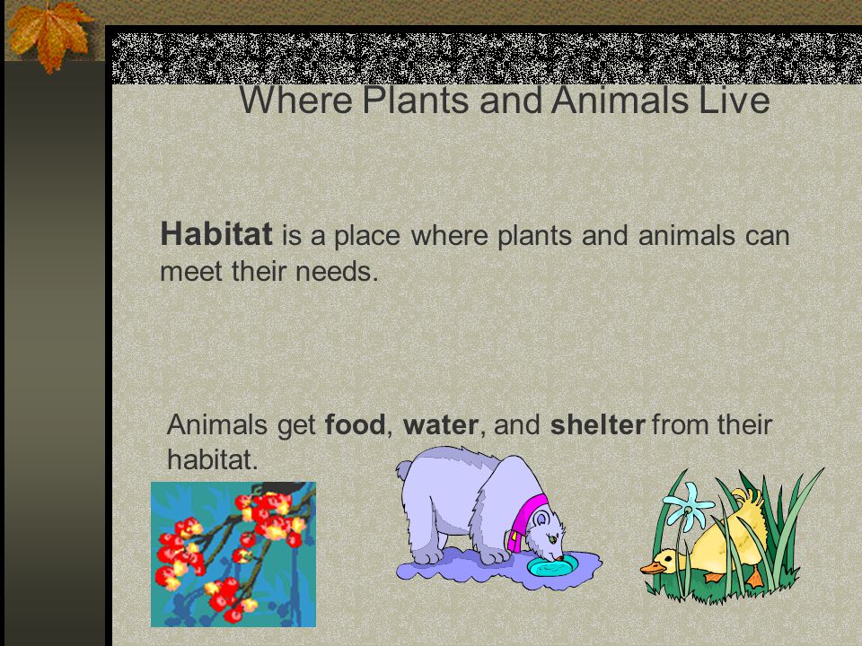 Chapter 3 Land Habitats Science 2nd grade. - ppt video online download