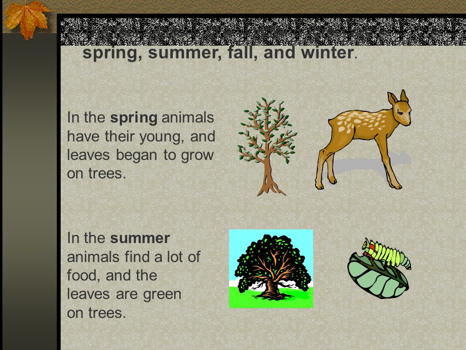 The four seasons of a woodland forest are: spring, summer, fall, and winter.