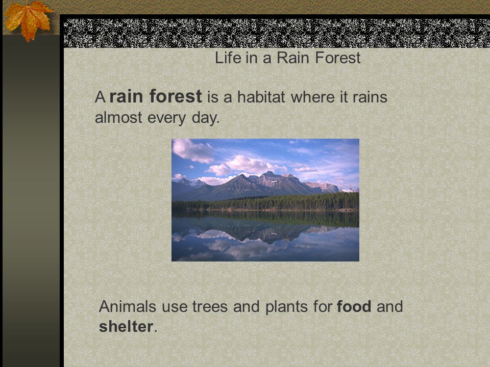 Life in a Rain Forest A rain forest is a habitat where it rains almost every day.