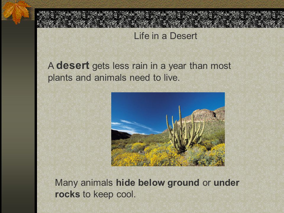 Life in a Desert A desert gets less rain in a year than most plants and animals need to live.