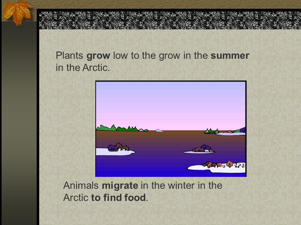 Plants grow low to the grow in the summer in the Arctic.