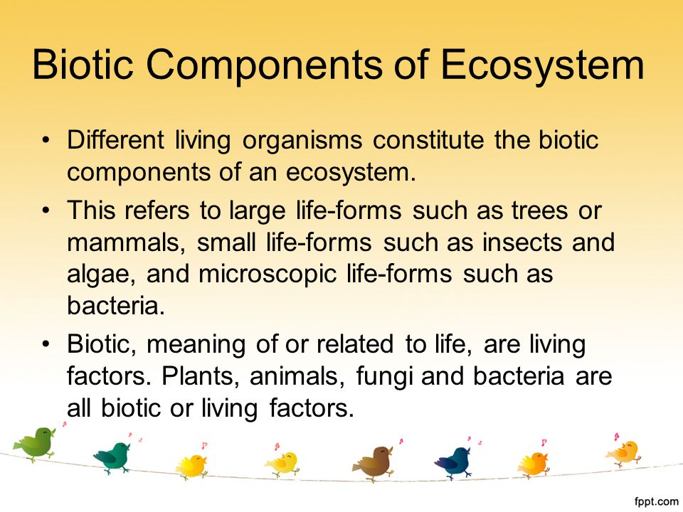 Biotic Components of Ecosystem