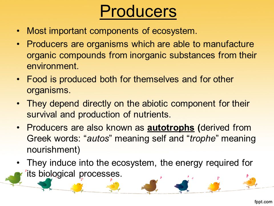 Producers Most important components of ecosystem.