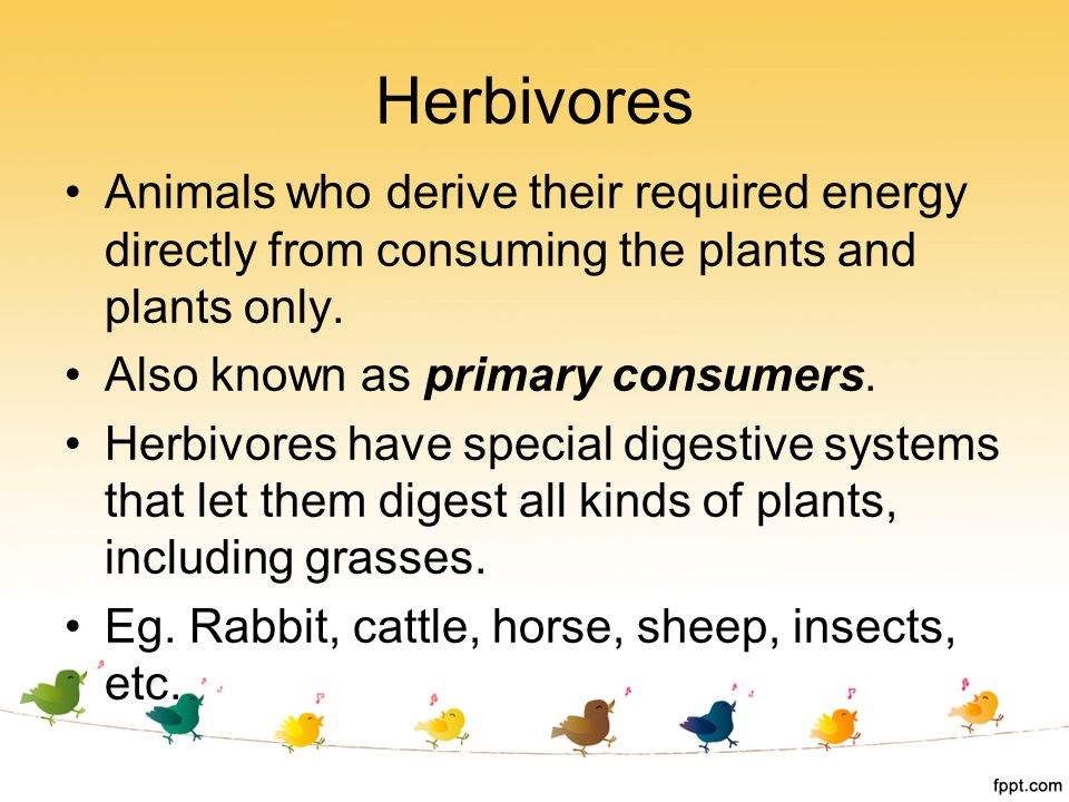 Herbivores Animals who derive their required energy directly from consuming the plants and plants only.