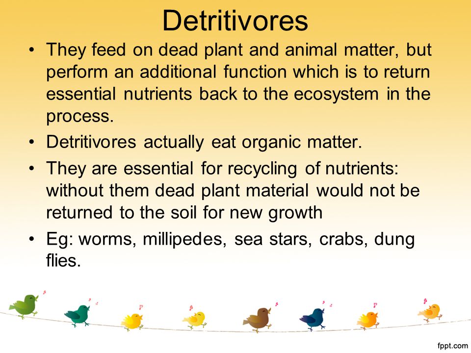 Detritivores