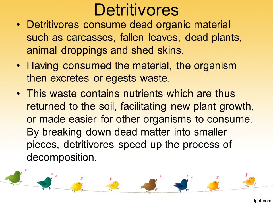 Detritivores Detritivores consume dead organic material such as carcasses, fallen leaves, dead plants, animal droppings and shed skins.