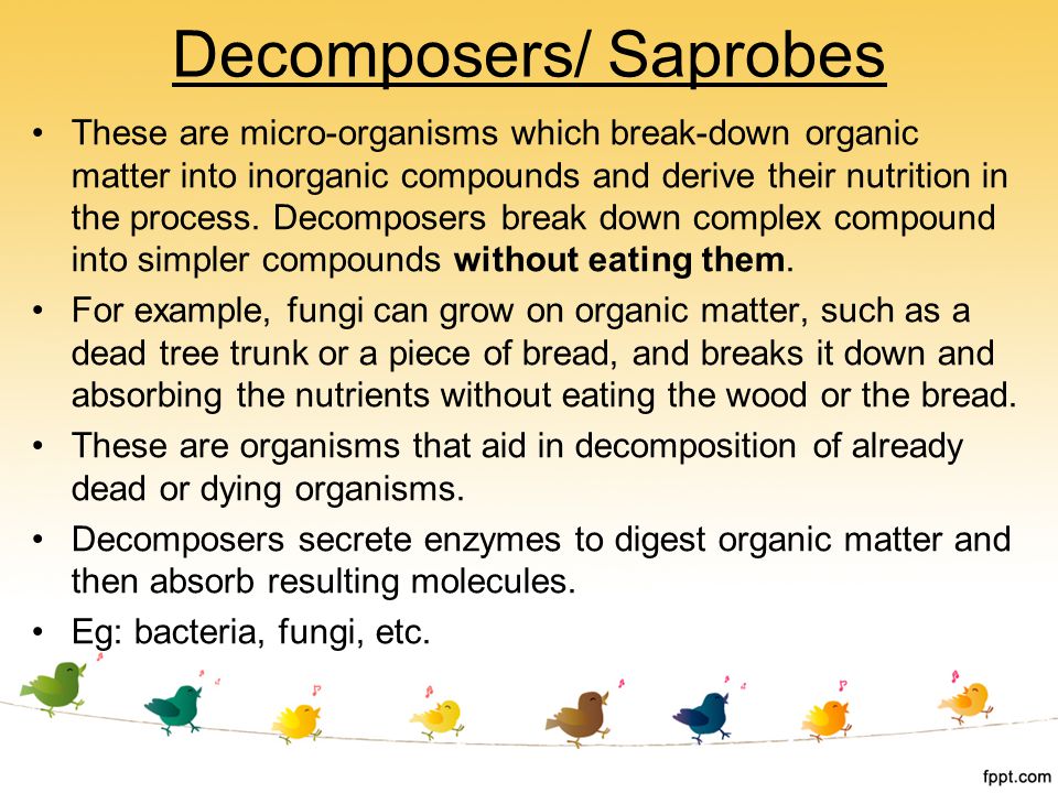 Decomposers/ Saprobes