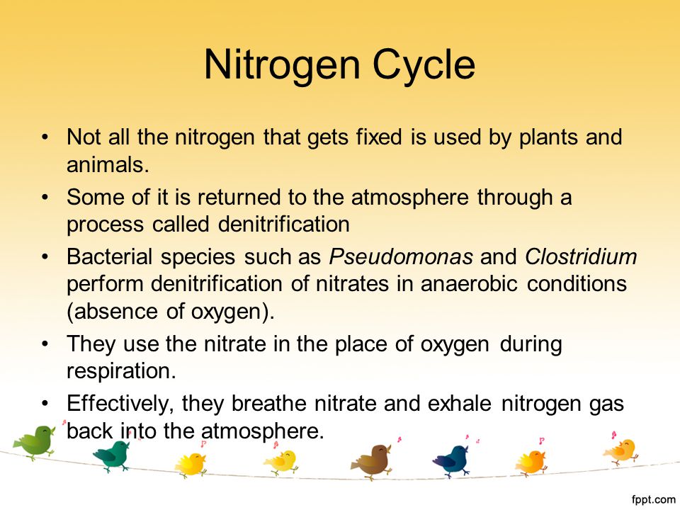 Nitrogen Cycle Not all the nitrogen that gets fixed is used by plants and animals.