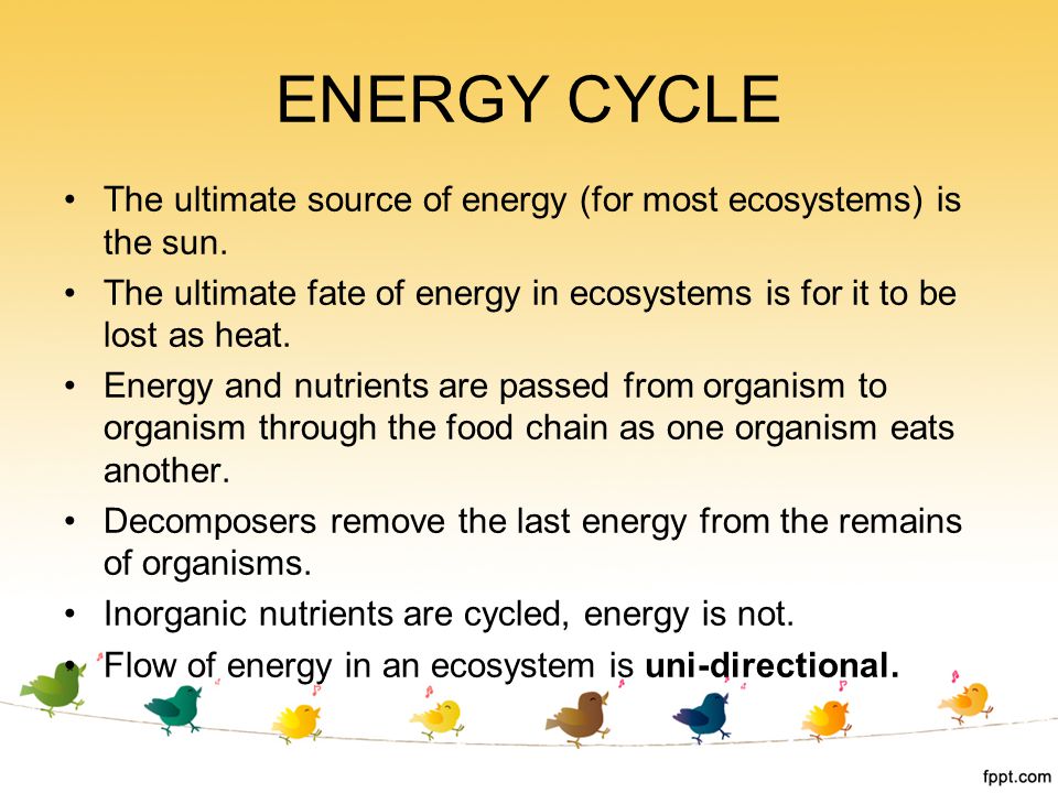 ENERGY CYCLE The ultimate source of energy (for most ecosystems) is the sun. The ultimate fate of energy in ecosystems is for it to be lost as heat.