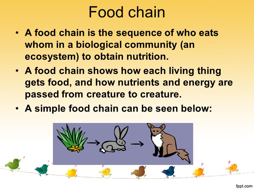 Food chain A food chain is the sequence of who eats whom in a biological community (an ecosystem) to obtain nutrition.