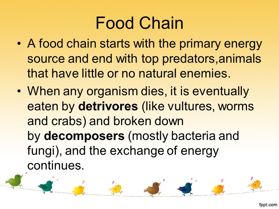 Food Chain A food chain starts with the primary energy source and end with top predators,animals that have little or no natural enemies.