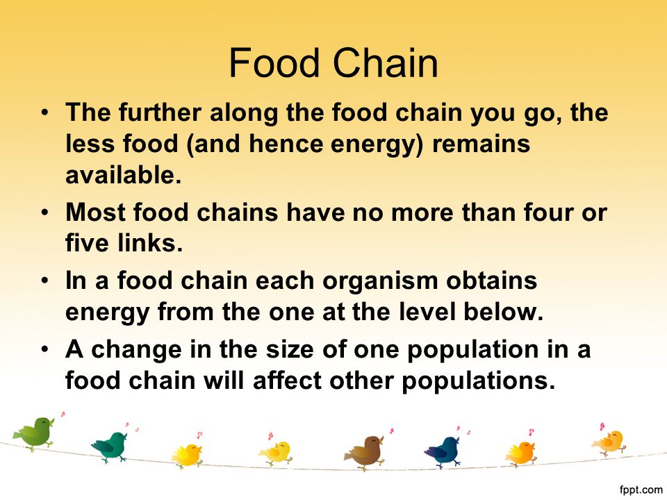 Food Chain The further along the food chain you go, the less food (and hence energy) remains available.