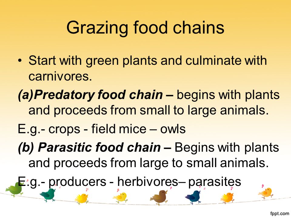 Ecosystem Ppt Download