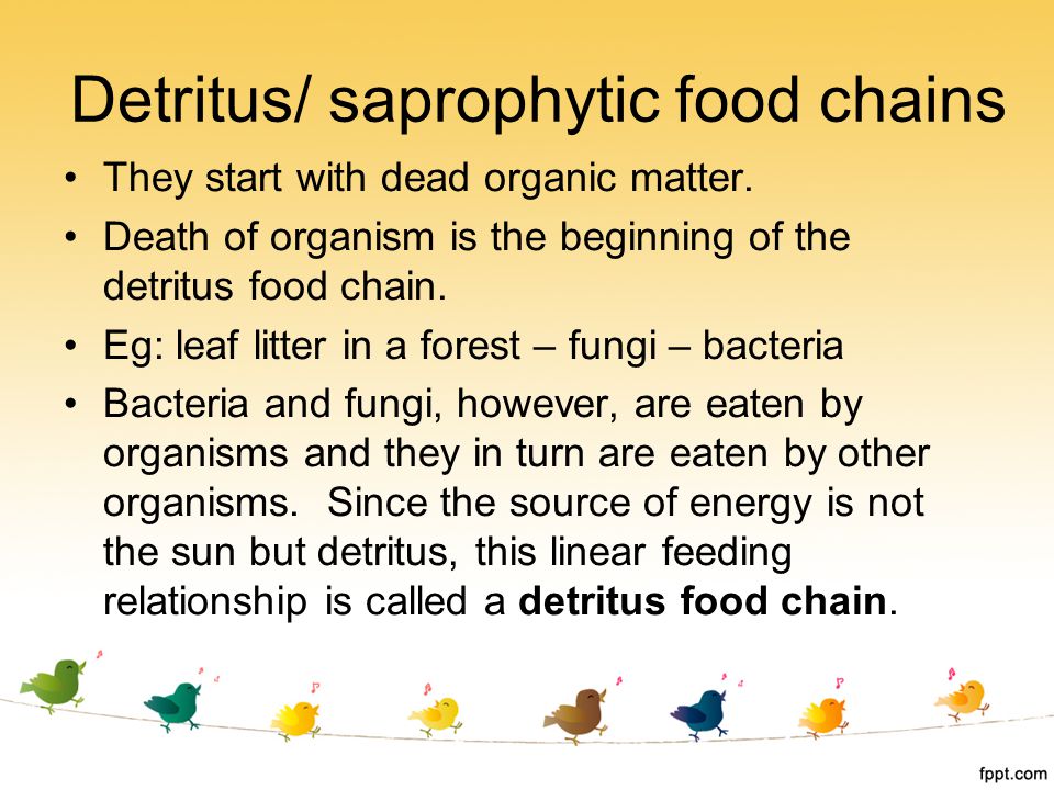 Detritus/ saprophytic food chains
