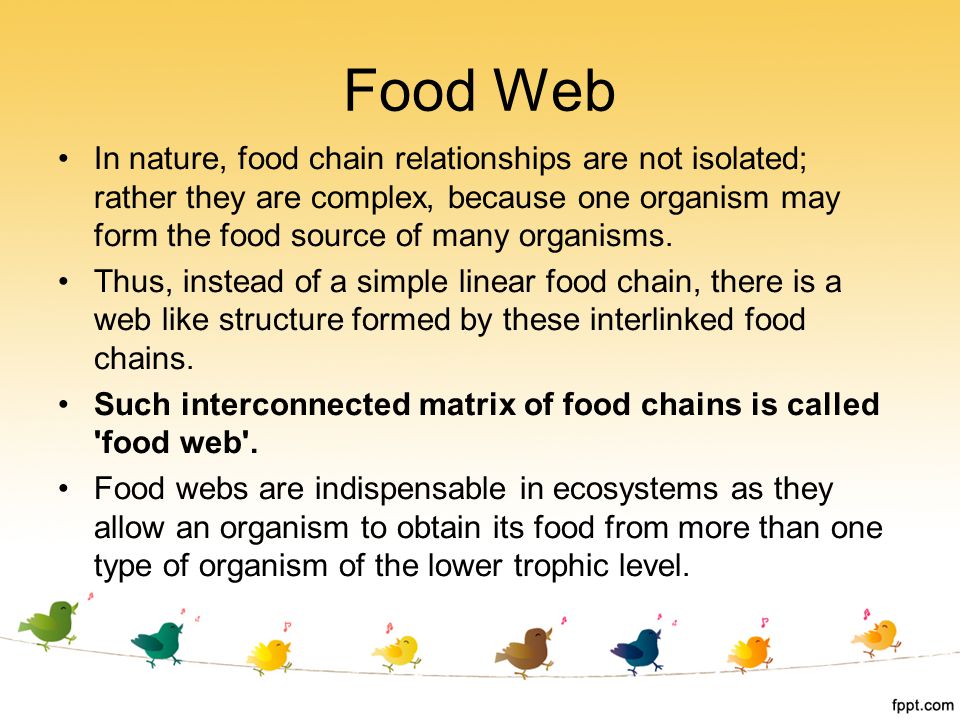 Food Web