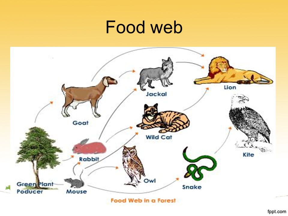 Food web